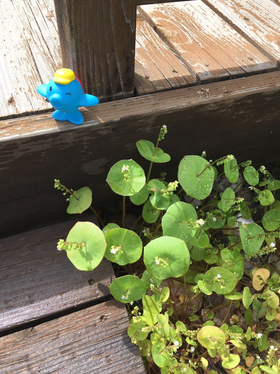 Fishnu by our miner's lettuce