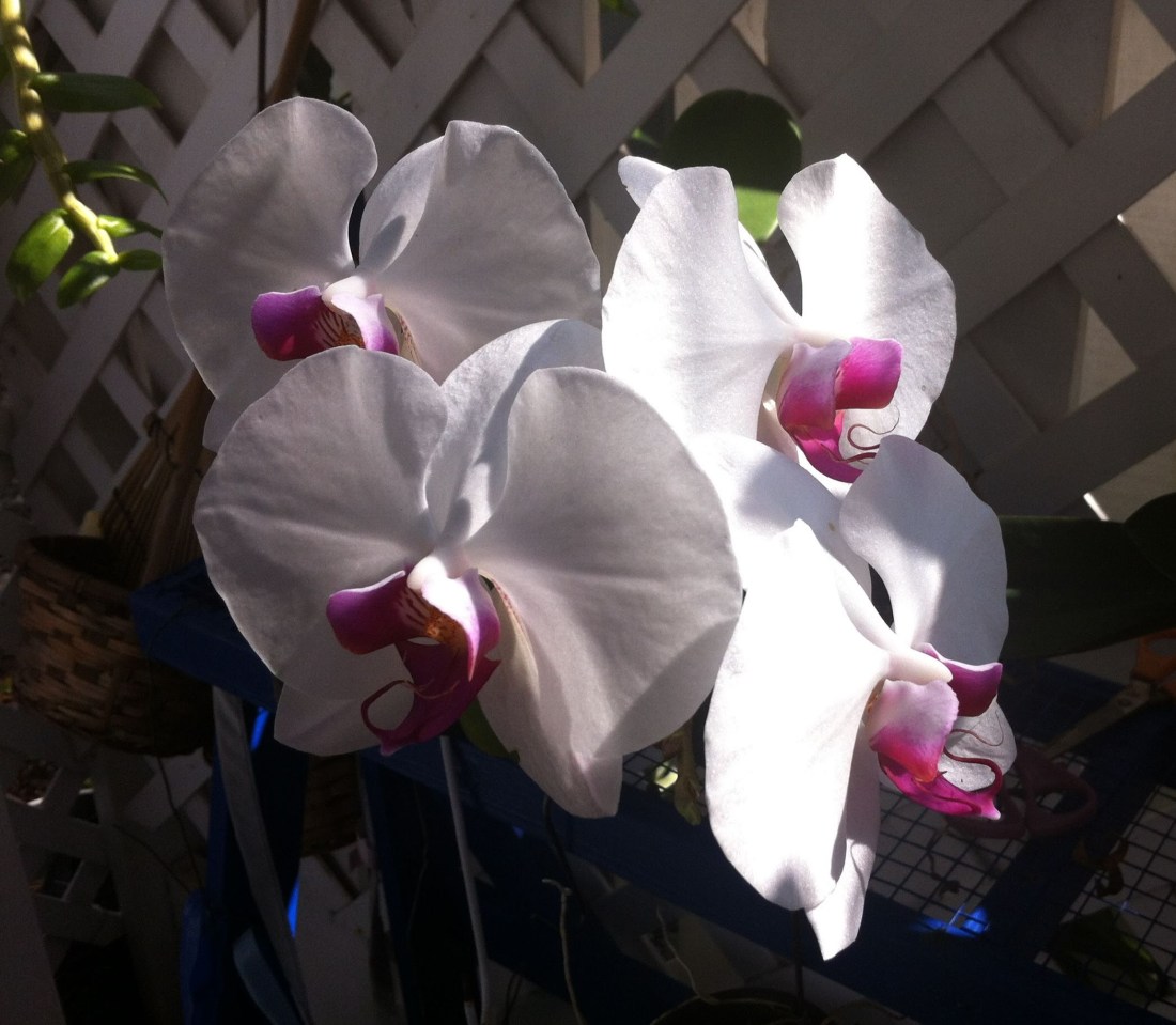 Four Noble Truths is an SBAR